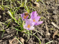 Bienenprojekt